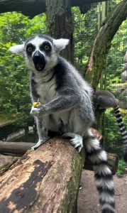 zoo2